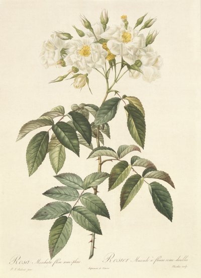 Rosa Moschata Flora Semi-Pleno by Pierre Joseph Redouté